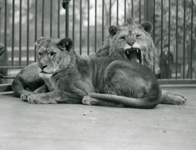 Un couple de lions, Abdullah et Fatima, Zoo de Londres, mai 1923 - Frederick William Bond